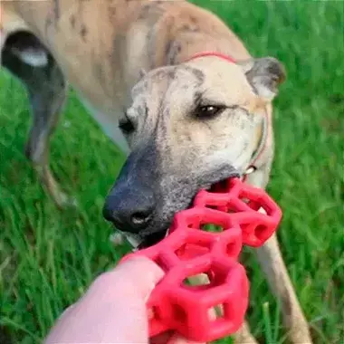 Osso Interativo JW- Holee Bone - Imagem 3