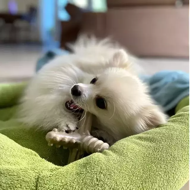 Mordedor Asterisco Tamanho P- Mordida Moderada-Bagaço de Laranja-Biobone - Imagem 2