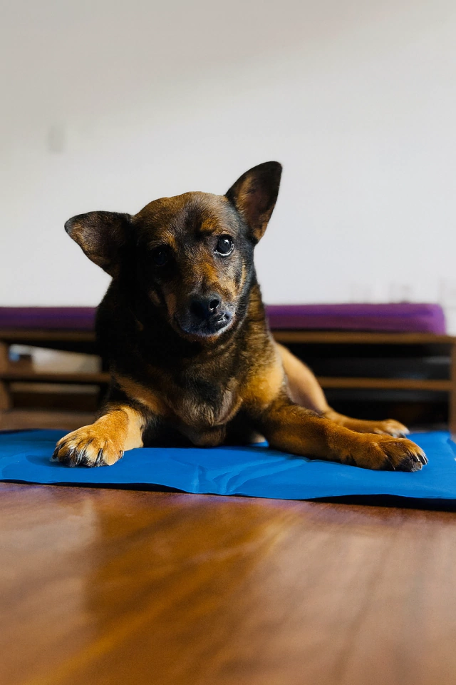 Tapete Gelado para Cães e Gatos - Imagem 3