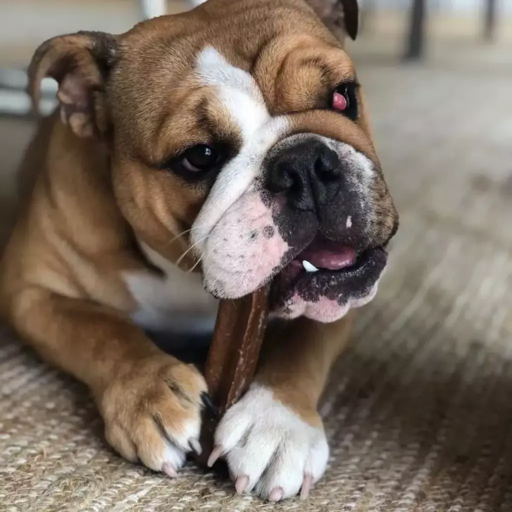 Plutus Chorizo Flavor -Mordedor Natural de Queijo com sabor Chorizo - Imagem 5