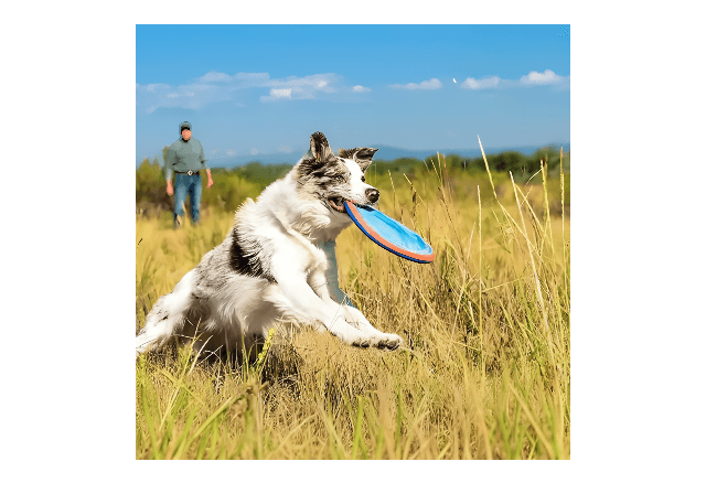 Frisbee Para Cães -Paraflight Flyer- Chuckit - Imagem 3