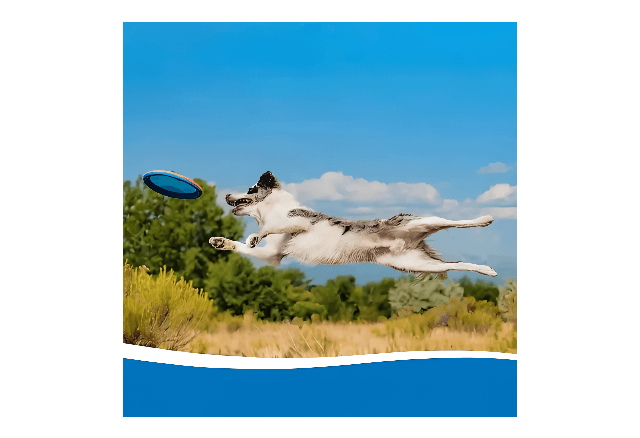 Frisbee Para Cães -Paraflight Flyer- Chuckit - Imagem 4