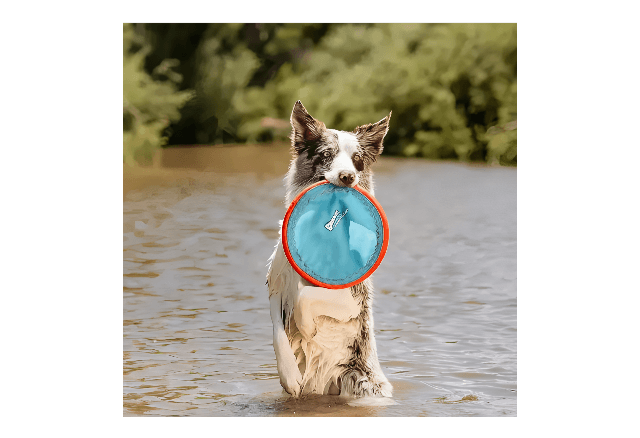 Frisbee Para Cães -Paraflight Flyer- Chuckit - Imagem 2
