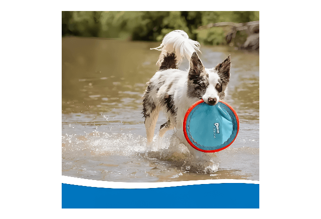 Frisbee Para Cães -Paraflight Flyer- Chuckit - Imagem 5