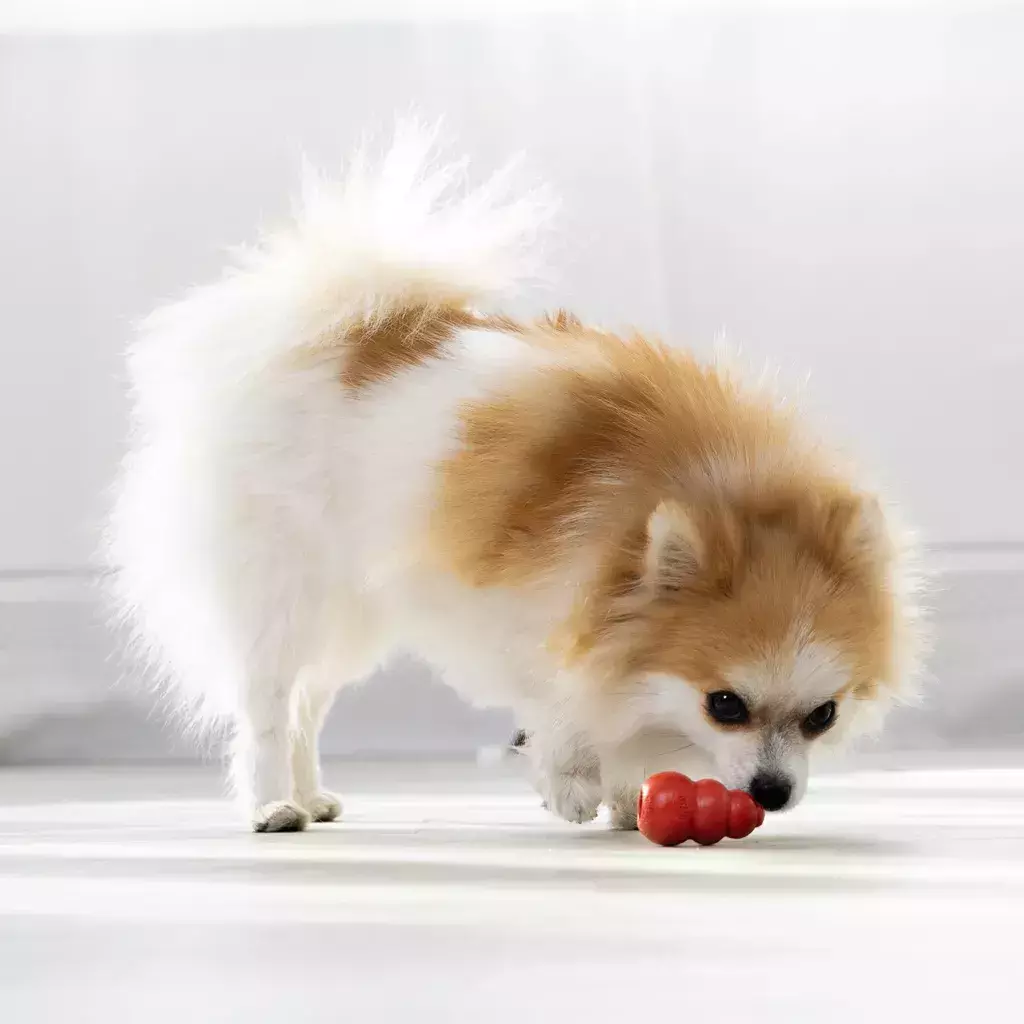 Kong Classic - Tamanho P - Imagem 4