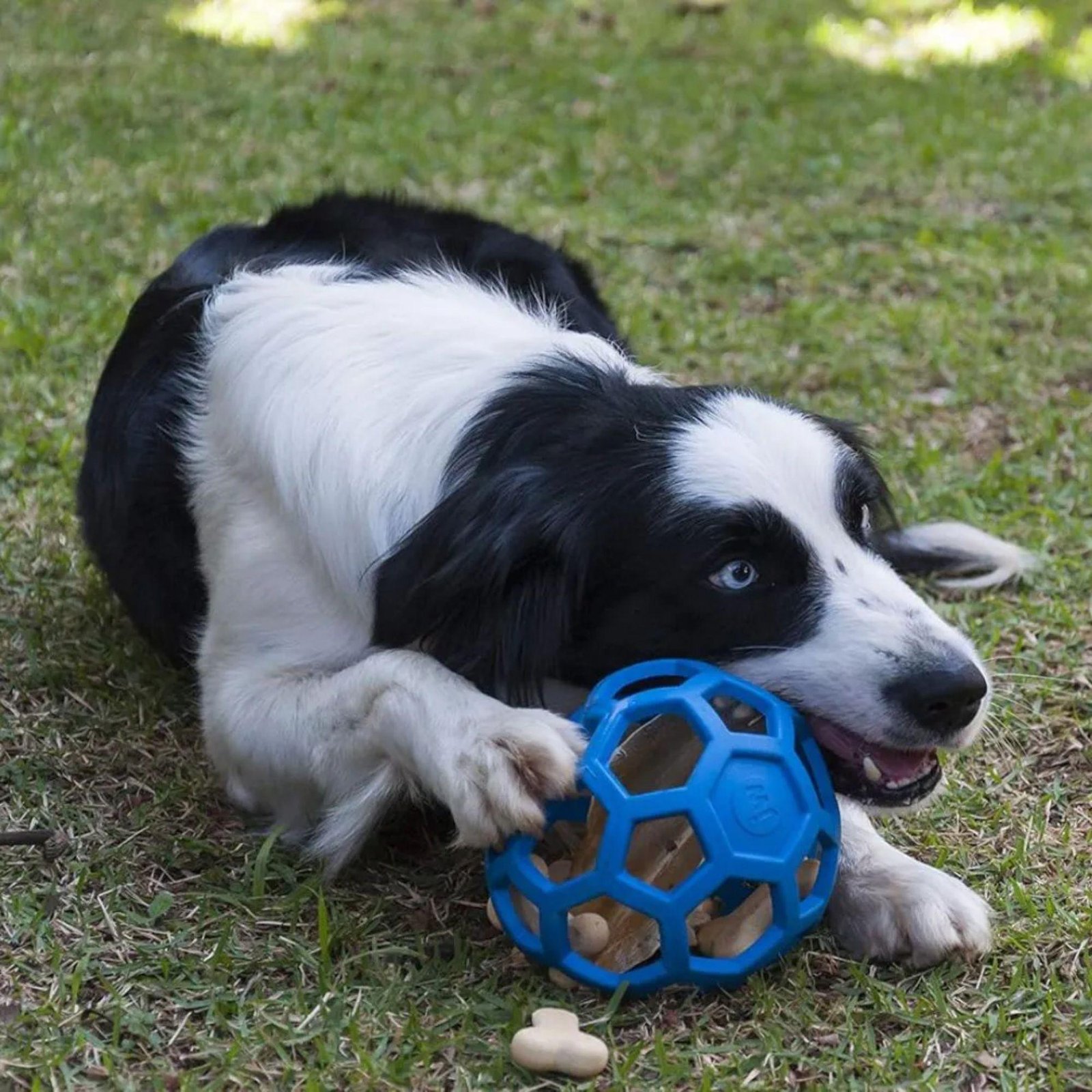 Calculadora comportamental do cão